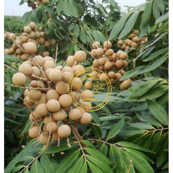 现货 正宗嫁接龙眼桂圆树苗石硖四季龙眼盆地栽果树南北方种植当年
