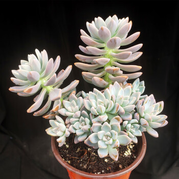 多肉植物淡雪幽灵公主风车石莲属造型老桩多肉植物群生多头15cm左右裸根不带土 图片价格品牌报价 京东