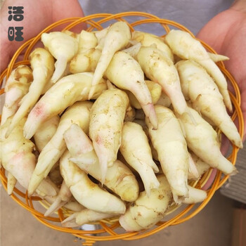 aa嫩姜芽新鲜姜牙现挖腌制泡菜现掰新鲜姜牙子姜糖醋泡生姜仔姜嫩姜