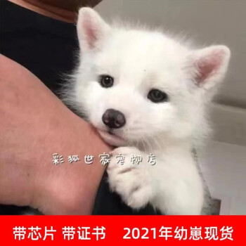 宠物狐狸幼崽白狐雪狐火狐活体雪狐熊猫狐狸21年幼崽狐宝宝已经出生联系客服看小狐视频选崽银白狐 图片价格品牌报价 京东