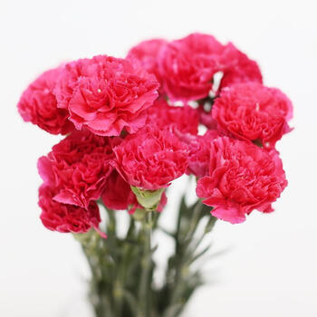 康乃馨鲜花云南基地直发速递家用水养鲜花插花束礼办公居家装饰大桃红