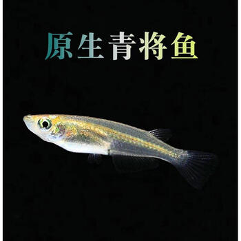 白云金丝冷水观赏鱼活体小型群游原生鱼除油膜鱼上层鱼青鱂古介2厘米青鳉10条 图片价格品牌报价 京东