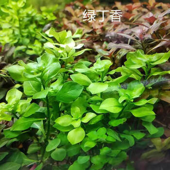 后景水草植物鱼缸草缸造景红色新鲜绿色阴性无需二氧化碳真草活 柠檬