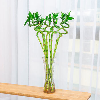 水培植物转运竹室内绿植花卉花瓶观音竹开运竹50高转运竹6支营养液