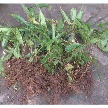 新采淫羊藿种子三枝九叶草植物圆叶三枝九叶草种子50g