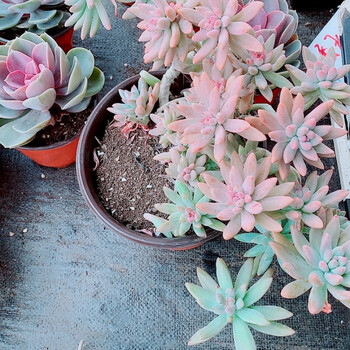 云南多肉基地大棚直播现拍现发绿植多肉盆栽180秋香