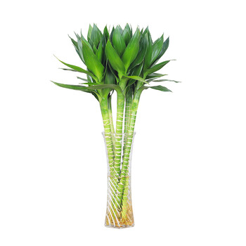 文昌竹带根观音竹荷花竹富贵竹水培植物办公室内水养绿植 7支[60cm]