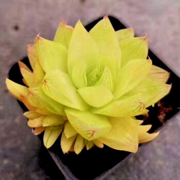 多肉植物新款玉露姬寿多肉大窗萌肉肉室内hp金色黄金凝脂菊含盆