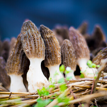 【森林街】云南新鲜食用菌 火锅菌菇配菜素食食材 新鲜羊肚菌300g