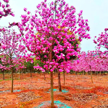 紫玉兰娇红黄鸟黄玉兰白玉兰广玉兰树苗大花广玉兰小苗四季常青橡皮树行道树庭院工程绿化苗2公分粗 图片价格品牌报价 京东