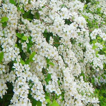 雪柳喷雪花耐寒花卉串开浓香浪漫小清新植物盆地栽开花机器3年苗 图片价格品牌报价 京东