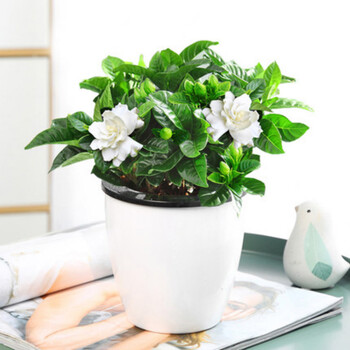 栀子花盆栽花卉植物室内阳台水培绿植大树苗栀子花懒人盆含盆 图片价格品牌报价 京东