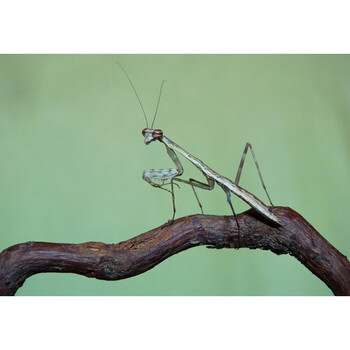 狮鹫螳格里芬螳宠物螳螂活体儿童礼物新手入门若虫现货5l小方盒攀爬纸