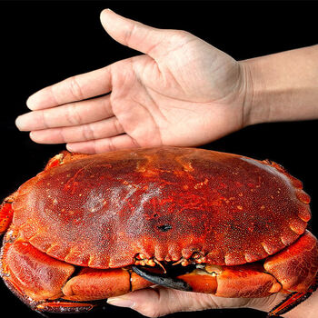 面包蟹鲜活超大只面包蟹熟食黄金蟹熟冻即食螃蟹海蟹1只装尝鲜装