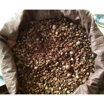 刺杉种子沙树杉树种子水杉柳杉冷杉落羽杉油杉树种子 优 三尖杉一斤