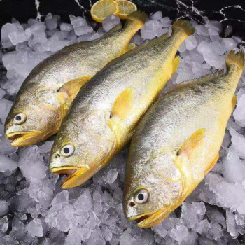 黃花魚 活凍大黃魚 海鮮水產 燒烤食材 500g(1條)【圖片 價格 品牌