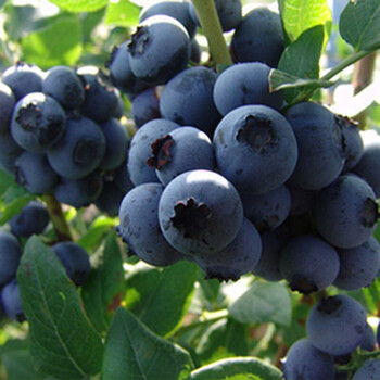 黑珍珠 8年苗【图片 价格 品牌 报价】-京东