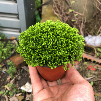 绿地球盆栽办公室桌面小盆栽珊瑚蕨四季常青植物绿地球小盆不含盆