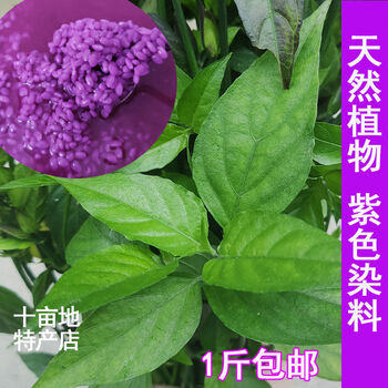 三色糯米饭植物染料广西五色饭染料香枫叶红蓝草紫蓝草黄米饭花紫蓝草500克 图片价格品牌报价 京东