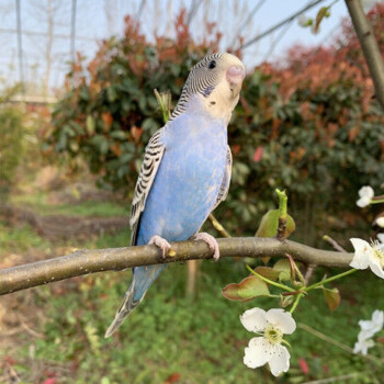 鸚鵡活體手玩鳥能學說話的鸚鵡寵物鳥鸚鵡活體鸚鵡運輸籠 紫羅蘭虎皮