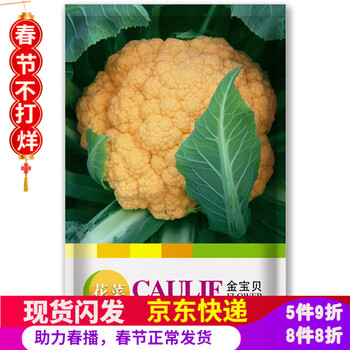 凤鸣雅世有机菜花种子青梗松花菜种子四季蔬菜种子花椰菜菜花菜种子春季阳台菜种子盆栽菜种子春季菜籽都市菜园金宝贝金色菜花种子