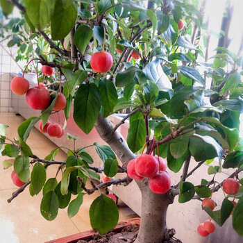 海棠盆栽花卉冬红果盆景树桩苗四季老桩10年苗可选图发货不含盆