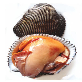海鲜鲜活 大赤贝鲜活海鲜水产欧因 1斤(4
