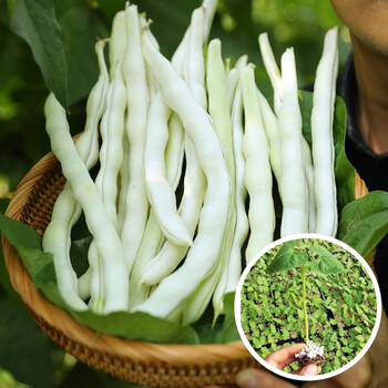 无筋青豇缸豆四季豆架豆蔬菜籽搭架豆种早熟蔬莱种孑九粒白芸豆苗10棵