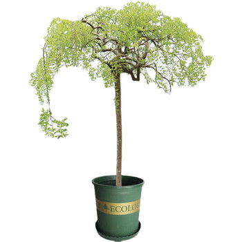 菜友龙爪槐树苗盆栽国槐黄金槐垂槐大树苗南北方种植庭院别墅绿化苗木