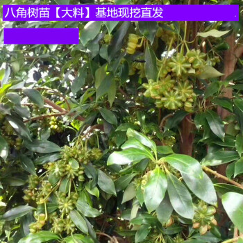 八角树苗八角大料茴香苗大茴香果树苗带土大料庭院四季种当年结果一颗