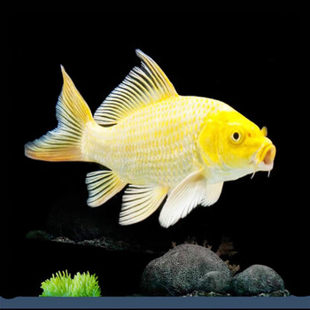 墨一锦鲤鱼火鲤鱼金鱼红鲤鱼鱼风水鱼好养耐活淡水冷水鱼观赏黄金龙凤