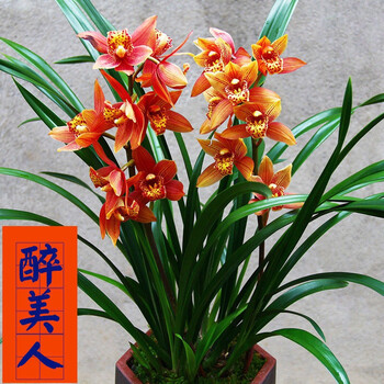 罔嘉蓝宝石 当年开花 满屋飘香兰花苗 浓香型 大花室内四季常青花卉 5