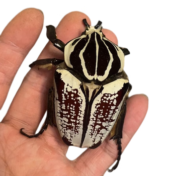 大王花金龟甲虫宠物成虫幼虫爬虫网红超大个体活体自然科普幼虫l3单公