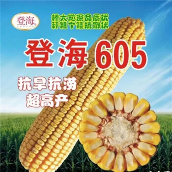 禾之润壮香优1205杂交水稻种子国审玉米种登海605玉米种子高产抗倒伏
