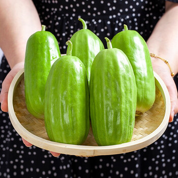 菜瓜新鲜八棱脆瓜4斤河北沧州特产青龙瓜现摘梢瓜老人生吃水果烧瓜花