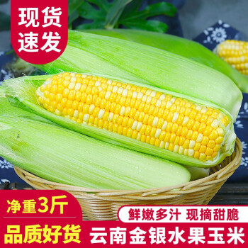 中鲜生云南水果玉米 新鲜甜玉米 现摘玉米棒 生鲜蔬菜可生吃火锅食材 3斤 【净重】约3-5根