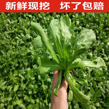 【顺丰】农家新鲜茼蒿菜当季时令蔬菜大叶茼蒿蒿子杆现掐3斤 1500g
