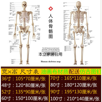 人體肌肉解剖圖掛圖結構分佈圖示意圖海報宣傳畫骨骼圖人體器官圖骨骼