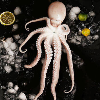 顺丰直达长腿八爪鱼有墨米新鲜海鲜爆头鲜活冷冻超大3斤长腿八爪鱼