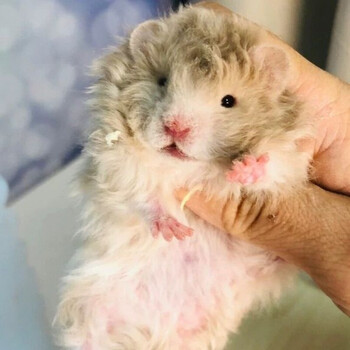 荣郁卷毛金丝熊长毛金丝熊活体金丝熊粑粑家养金丝熊品质保证卷毛黑黄