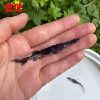 嘉瑰鴨嘴魚苗冷水魚淡水魚觀賞魚活體鱘人工龍魚鴨嘴鱘匙吻鱘人工養殖