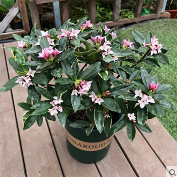 金边瑞香苗花卉植物盆栽花室内花卉40厘米高不含盆 图片价格品牌报价 京东