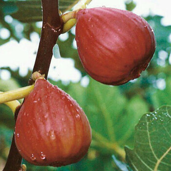 当年结果嫁接无花果苗地栽盆栽果树苗庭院阳台种植室内外植物 红甜心