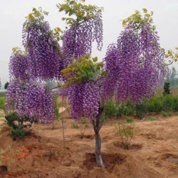 多花紫藤花苗樹苗爬藤花樹苗盆栽地栽四季開花攀援圍牆綠植花卉植物