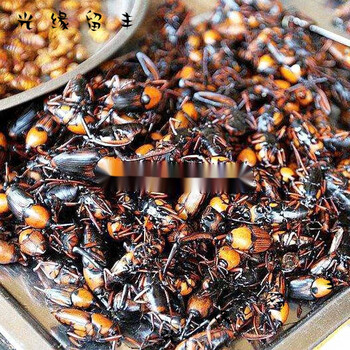 即食昆虫油炸一字竹象虫食用竹笋象甲虫烧烤美味餐馆美食虫子小吃 香