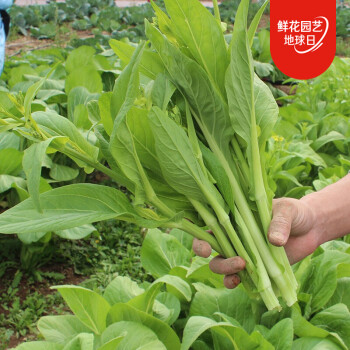 寿禾四九菜心种子广东甜菜心红菜苔白洪山菜薹菜芯春秋季播种菜种籽四季蔬菜菜子种植疏莱家庭种植菜籽种孑四九菜心种子