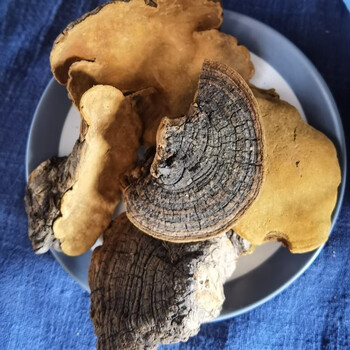 迪美棠正宗野生桑黄中药材桑树桑黄桑树菌无硫干货250店有槐耳500