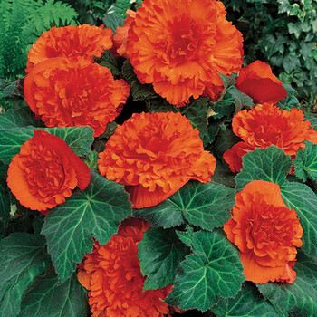 播种心情 进口直立型球根海棠种球夫妻海棠多年生庭院室内外盆栽花卉