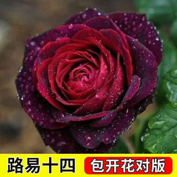 路易十四 10年苗开花爆满【图片 价格 品牌 报价】-京东
