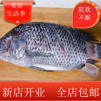 羅非魚新鮮活魚肉淡水福壽魚172斤裝發46條